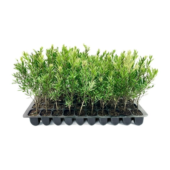 Bottlebrush Red Cluster Tree I 3 Live Plants I Callistemon Citrinus Red Cluster I Vibrant Red Blooms, Fast-Growing, Drought-Tolerant Outdoor Plant, Ideal for Gardens