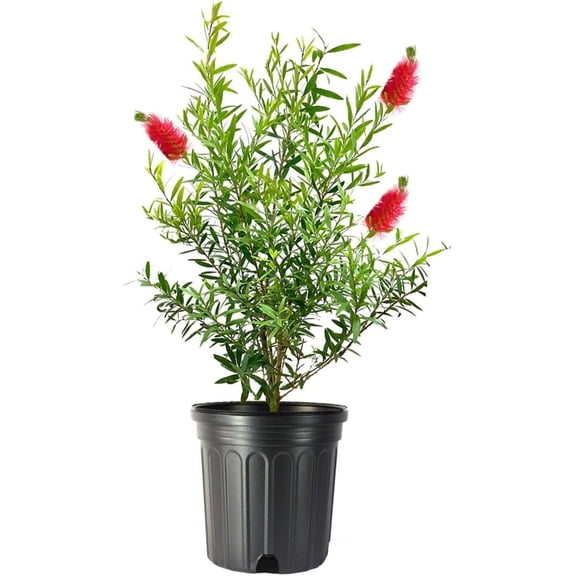 Bottlebrush Tree  3 Live Gallon Size Plants  Callistemon Citrinus Red Cluster  Drought Tolerant Bird Attracting Shrub Tree