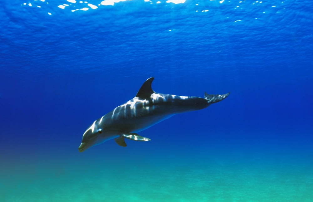 Bottlenose Dolphin Canvas Art - Carson Ganci Design Pics (17 x 11)