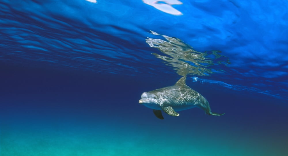 Bottlenose Dolphin Canvas Art - Carson Ganci Design Pics (19 x 10)