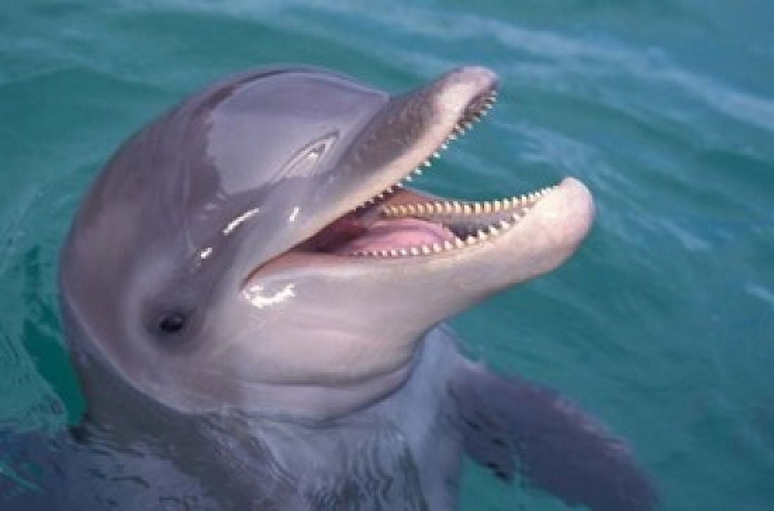 Bottlenose Dolphin Caribbean Canvas Art - Stuart Westmorland DanitaDelimont (36 x 24)