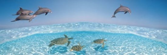 Bottlenose Dolphin Jumping While Turtles Swimming Under Water Canvas Art - Panoramic Images (36 x 12)