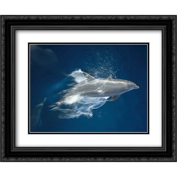 Bottlenose Dolphin leaping playfully, Hood Island, Galapagos Islands, Ecuador 2x Matted 24x20 Black Ornate Framed Art Print by De Roy, Tui
