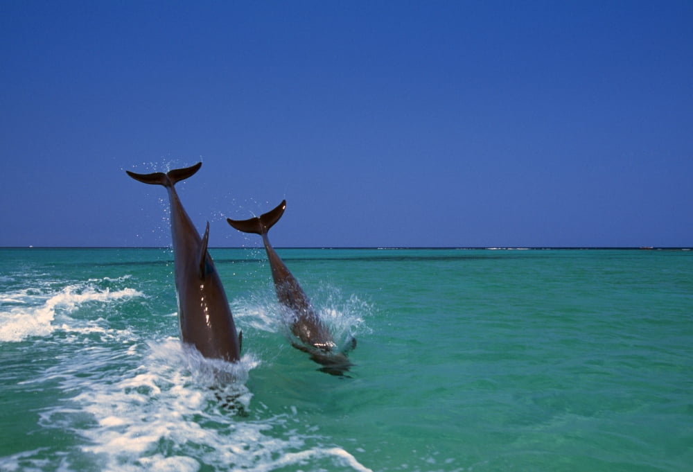 Bottlenose Dolphins Diving Caribbean Sea Canvas Art - Natural Selection Craig Tuttle Design Pics (36 x 24)