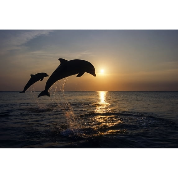 Bottlenose Dolphins Leaping @ Sunset Carribean Sea Roatan Honduras by Tom Soucek / Design Pics