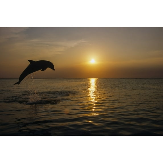 Bottlenose Dolphins Leaping @ Sunset Carribean Sea Roatan Honduras by Tom Soucek / Design Pics