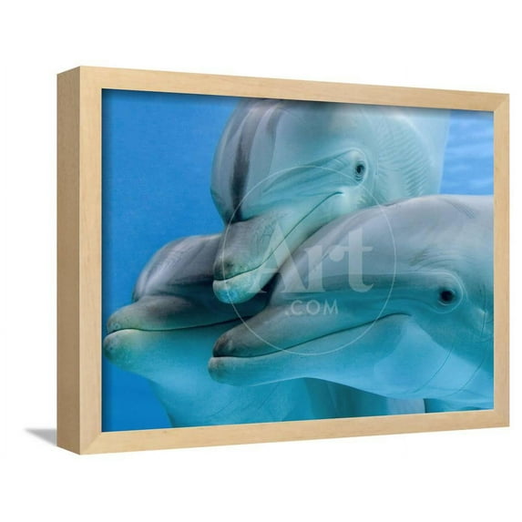 Bottlenose Dolphins, Three CloseUp of Heads Underwater, Animals Framed Art Print Wall Art by Augusto Leandro Stanzani Sold by Art.Com