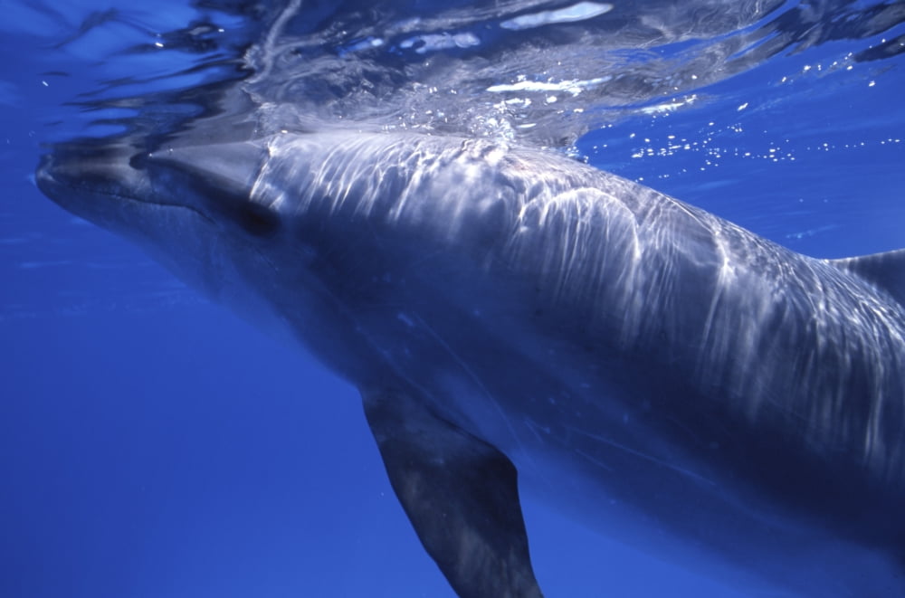 Bottlenose dolphin Cayman Brac Cayman Islands Canvas Art - Beverly FactorStocktrek Images (35 x 23)
