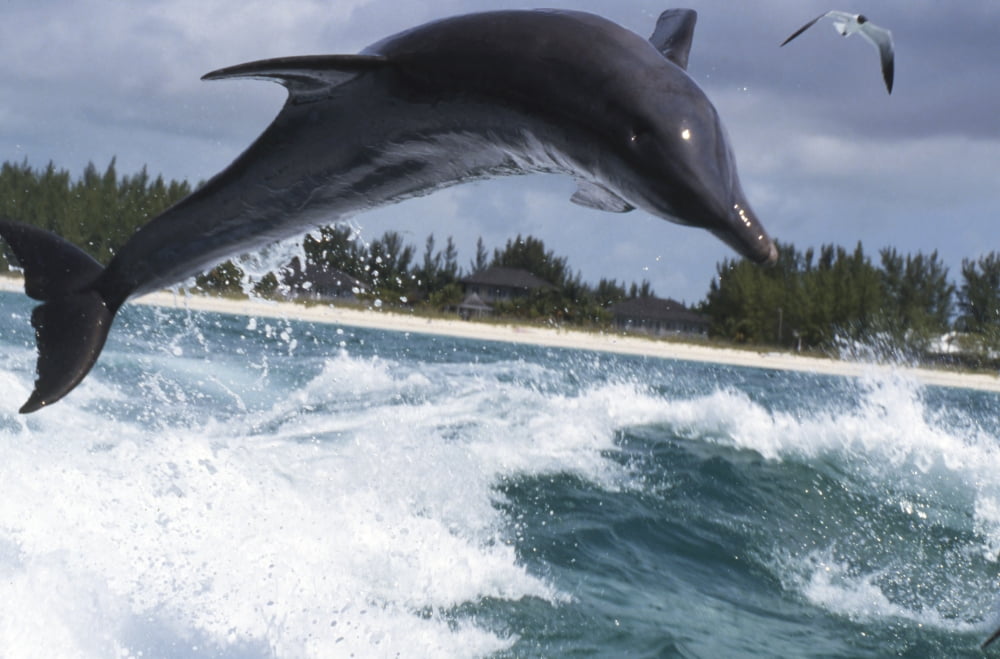 Bottlenose dolphin jumping out of water Bahamas Canvas Art - Beverly FactorStocktrek Images (34 x 23)
