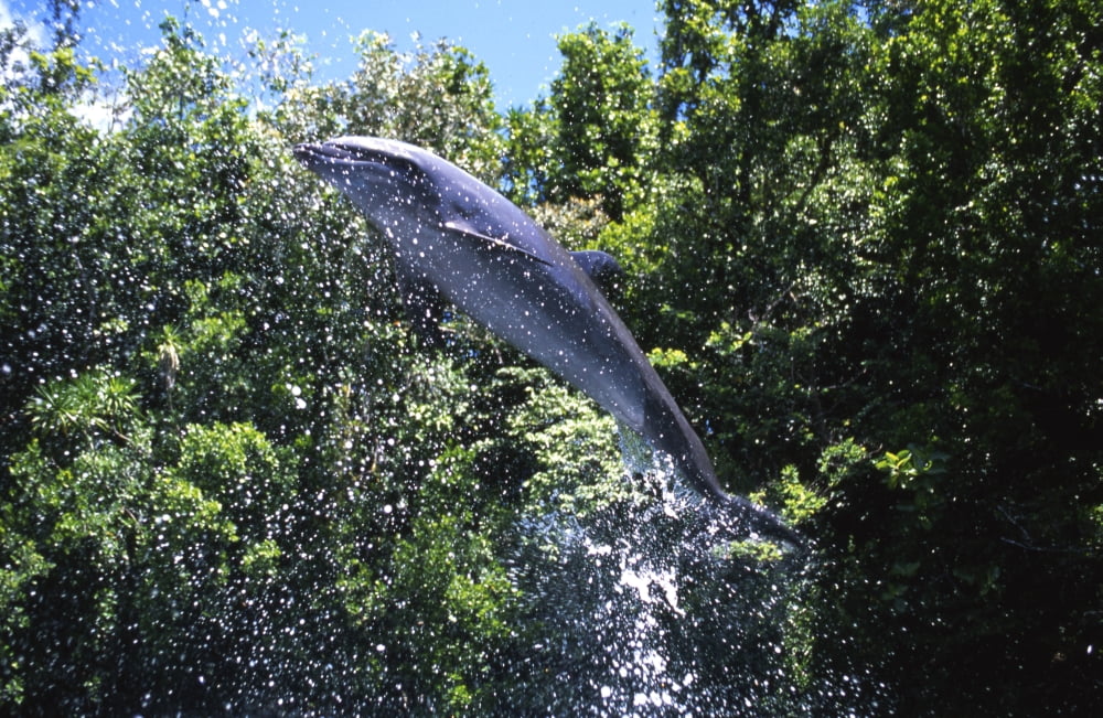 Bottlenose dolphin jumping out of water Palau Micronesia Canvas Art - Beverly FactorStocktrek Images (35 x 23)