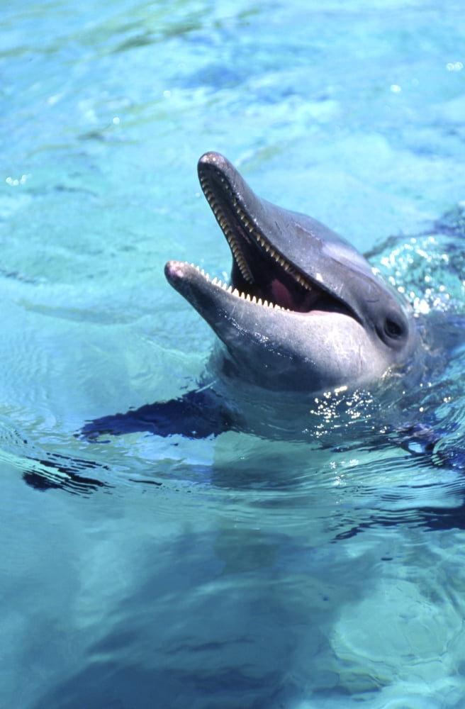 Bottlenose dolphin with its mouth open Moorea French Polynesia Canvas Art - Beverly FactorStocktrek Images (12 x 18)
