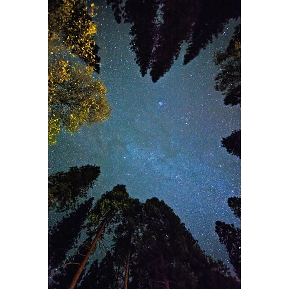 Bottom View Shot Of Trees Under Starry Sky 24"x36" Photographic Print Poster