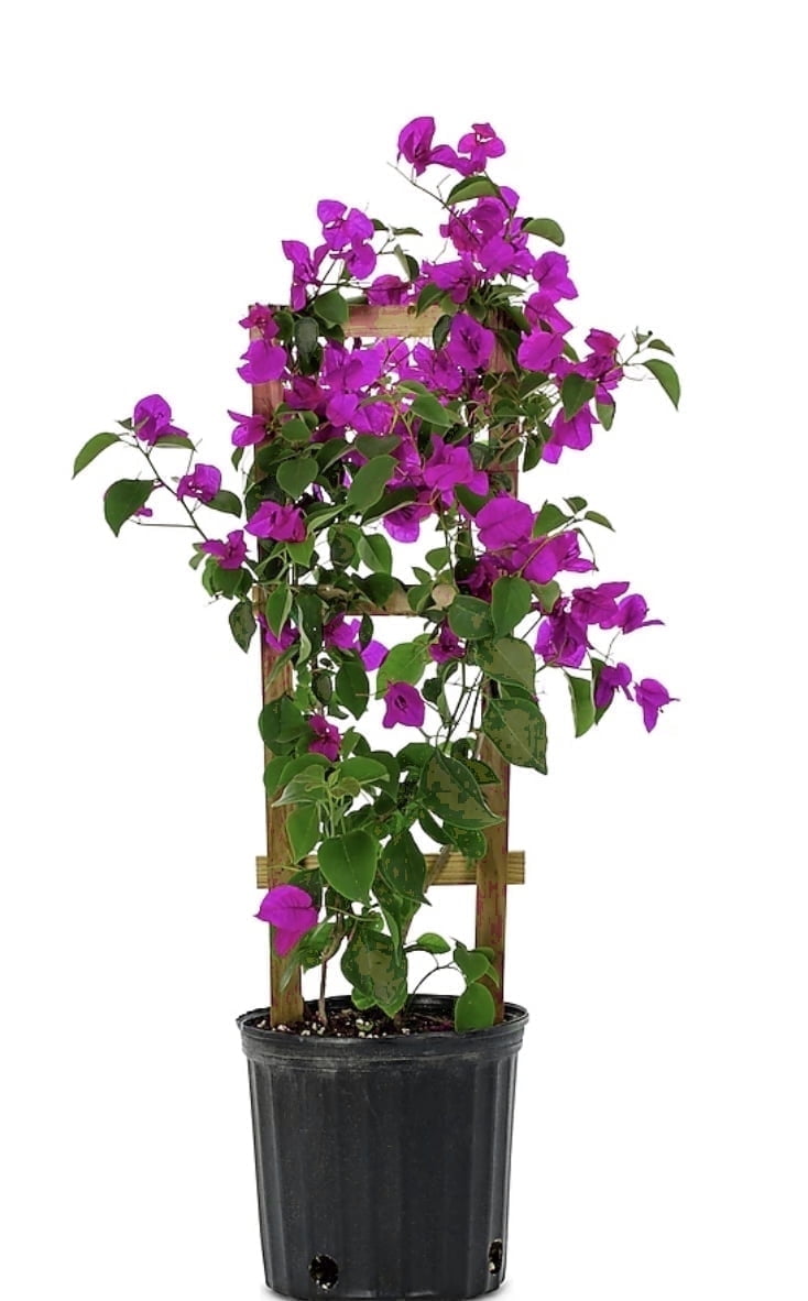 Bougainvillea 30" Tall Total Well Established Plant in Pot with Trellis  Perennial/Annual Full Sun - Walmart.com