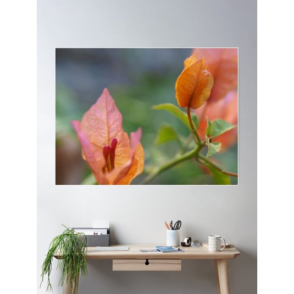 Bougainvillea Apricot Flower. Poster Wall Art, Modern Wall Decor For Living Room Bedroom, 8x12 UNFRAMED
