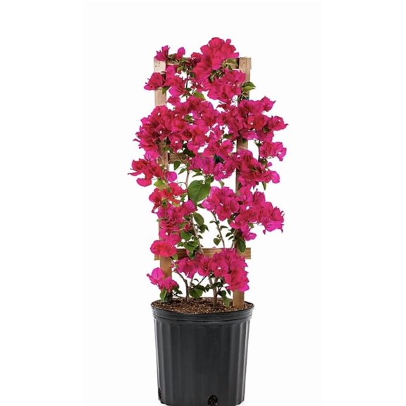 RedCrocus Bougainvillea Assorted Trellis | Vibrant, Climbing Plant for Gardens & Containers | Drought Tolerant & Attracts Pollinators 2 Gallon