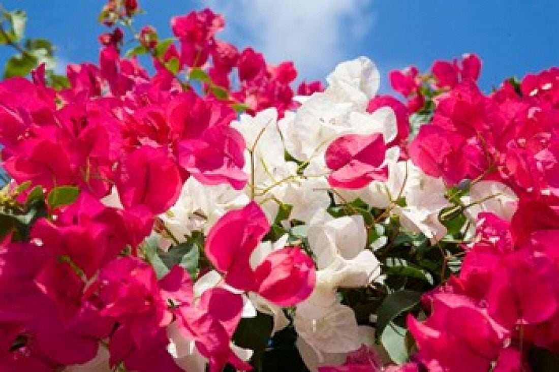 Bougainvillea Cayman Brac Cayman Islands Caribbean Canvas Art - Greg Johnston DanitaDelimont (26 x 18)