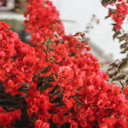 Bougainvillea Live Plant, Bougainvillea Flowering Vine Well Rooted 4-8 Inch Tall - Bright Red