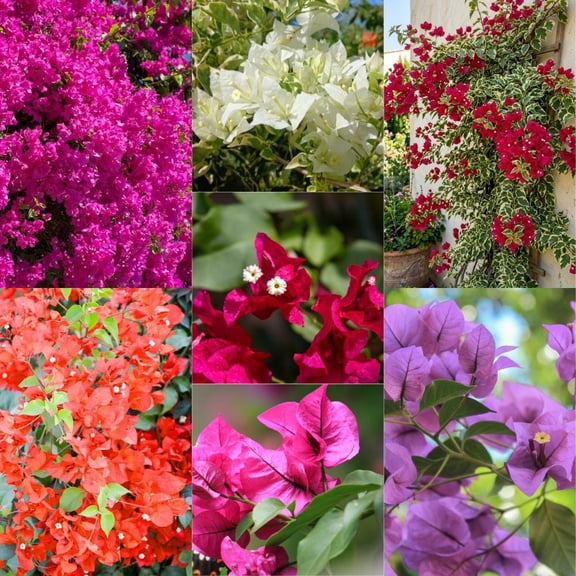 Bougainvillea Live Plant, Outdoor Garden Vine, Tropical Color, Easy Care Starter (4 Inch Tall)