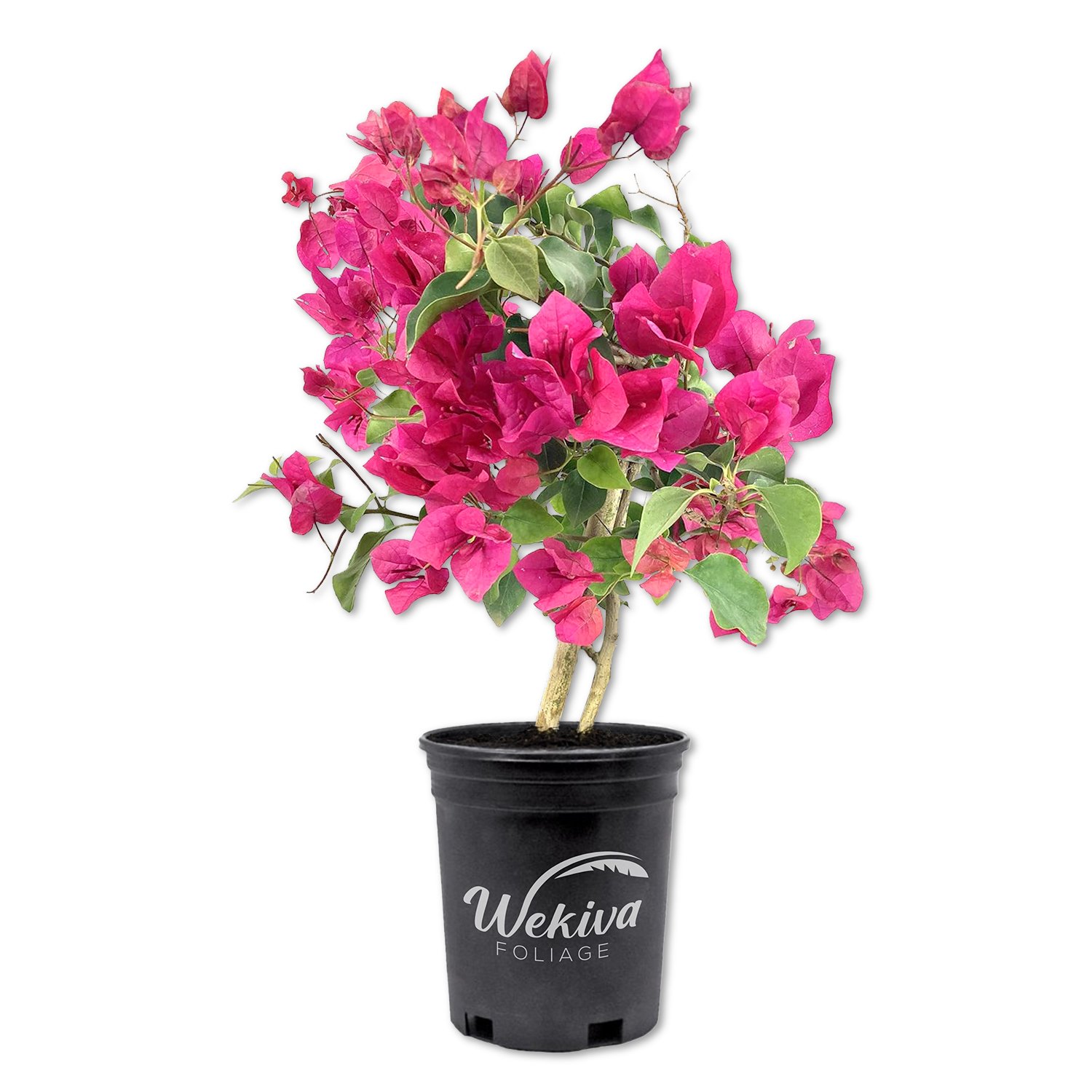Bougainvillea - Live Plant in a 6 Inch Pot - Colors Chosen Based on Plants in Bloom - Beautiful Flowering Shrub - image 1 of 6
