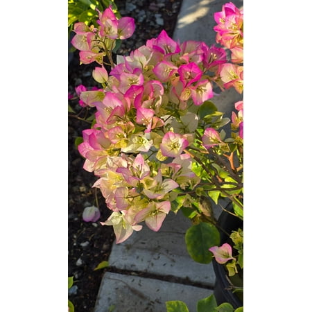 Bougainvillea "Rosa Pink" flower on 5 gallon pot - Get similar