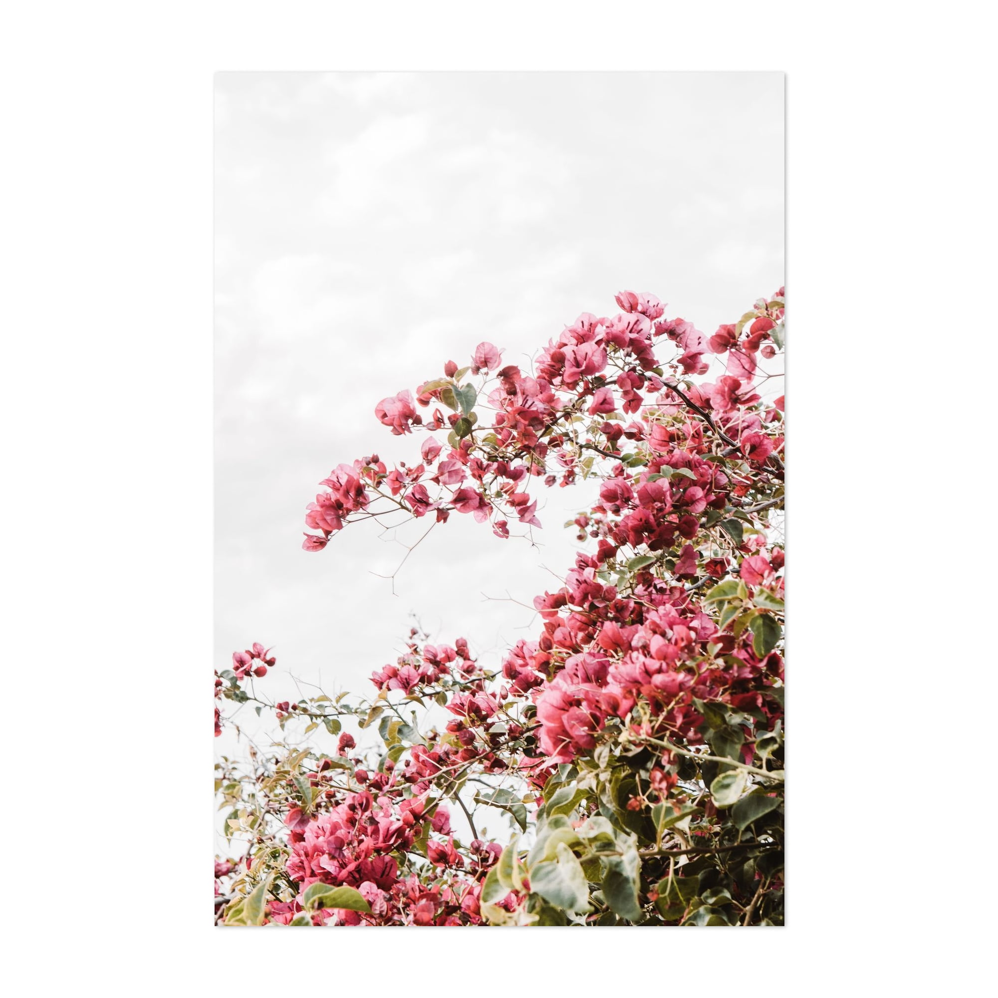 Bougainvillea - Springville California Photography Floral Flowers ...