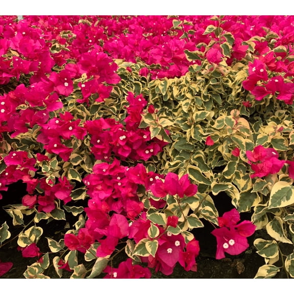 Bougainvillea Vine Plants, Raspberry ice Bougainvillea Plants Live for Outdoor Landscaping and Containers, 4-7 Inch Tall Well-Rooted, No Pot