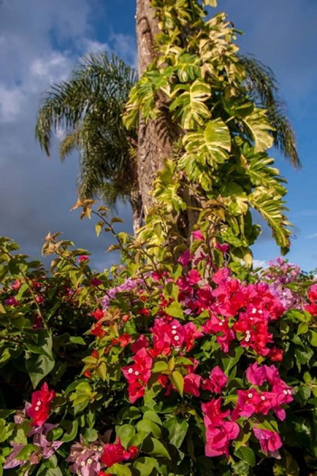 Bougainvillea flora Bavaro Higuey Punta Cana Dominican Republic Canvas Art - Lisa S Engelbrecht DanitaDelimont (15 x 22)