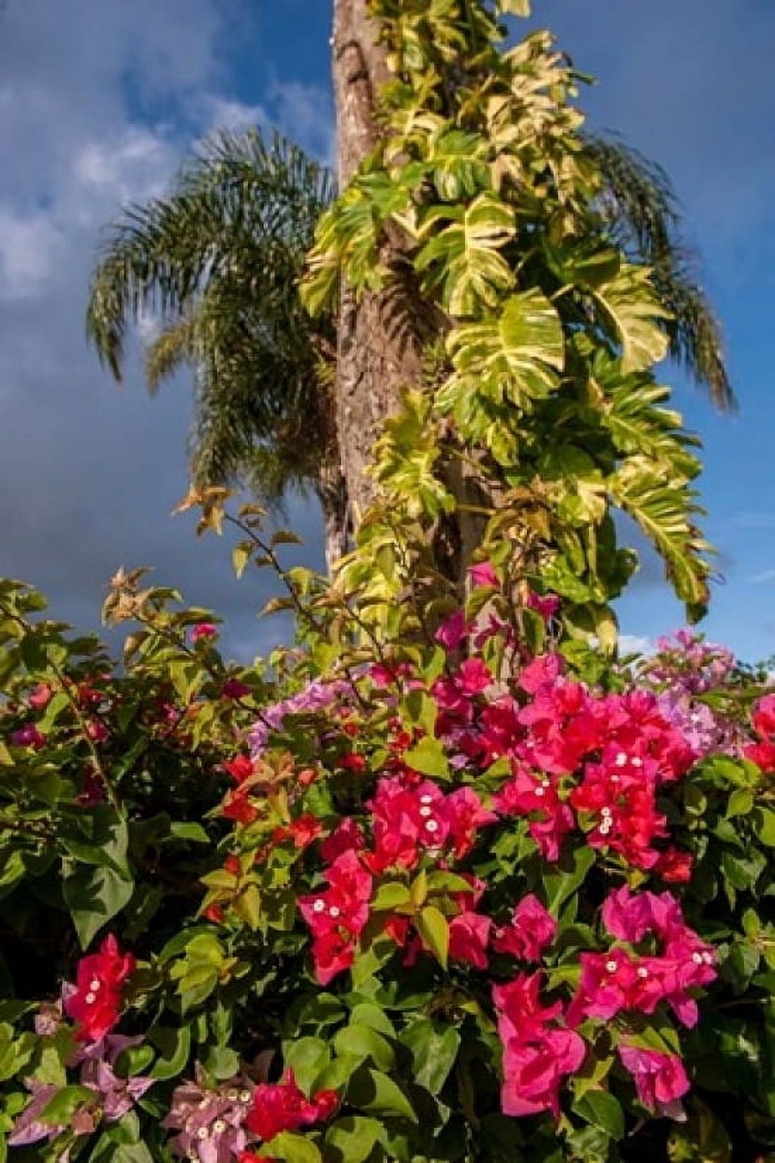 Bougainvillea flora Bavaro Higuey Punta Cana Dominican Republic Canvas Art - Lisa S Engelbrecht DanitaDelimont (24 x 36)