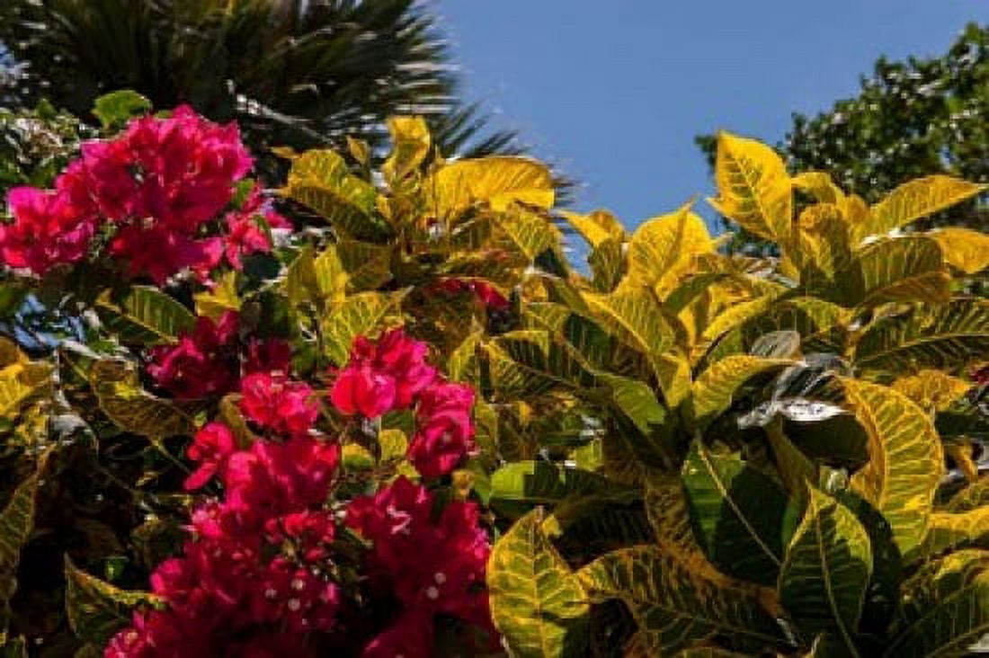 Bougainvillea flowers Bavaro Higuey Punta Cana Dominican Republic Canvas Art - Lisa S Engelbrecht DanitaDelimont (22 x 15)