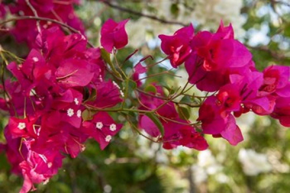 Bougainvillea flowers Grand Cayman Cayman Islands British West Indies Canvas Art - Lisa S Engelbrecht DanitaDelimont (22 x 15)