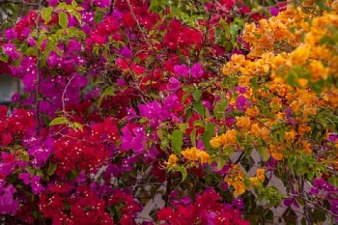 Bougainvillea flowers Princess Cays Eleuthera Bahamas Canvas Art - Lisa S Engelbrecht DanitaDelimont (29 x 19)