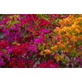 thumbnail image 1 of Bougainvillea flowers, Princess Cays, Eleuthera, Bahamas Poster Print by Lisa S. Engelbrecht (29 x 19), 1 of 1
