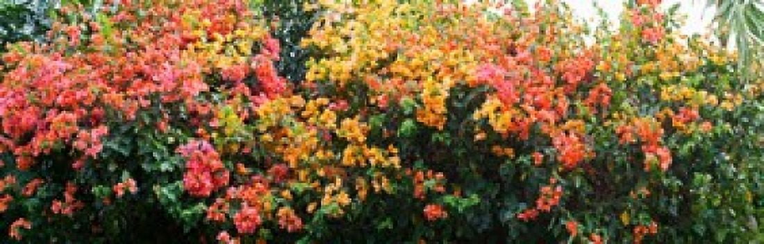 Bougainvillea flowers in garden St John US Virgin Islands Canvas Art - Panoramic Images (36 x 12)