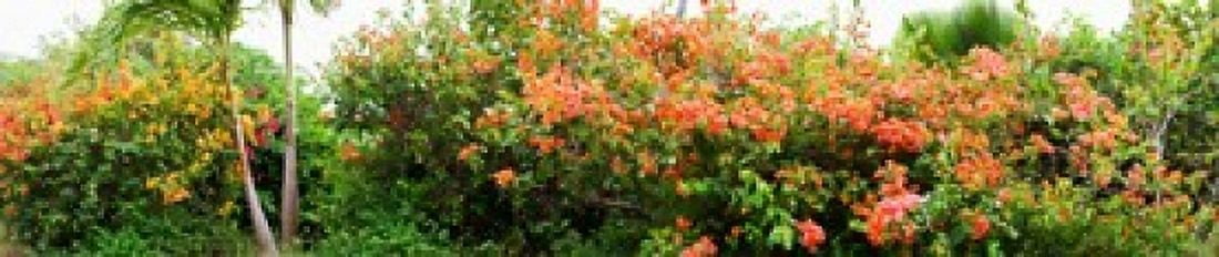 Bougainvillea flowers in garden St John US Virgin Islands Canvas Art - Panoramic Images (44 x 10)