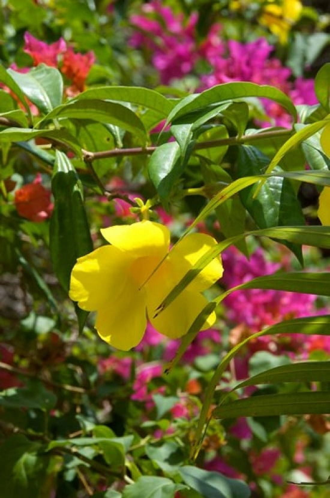 Bouganvillea Dominican Republic Canvas Art - Lisa S Engelbrecht DanitaDelimont (18 x 27)