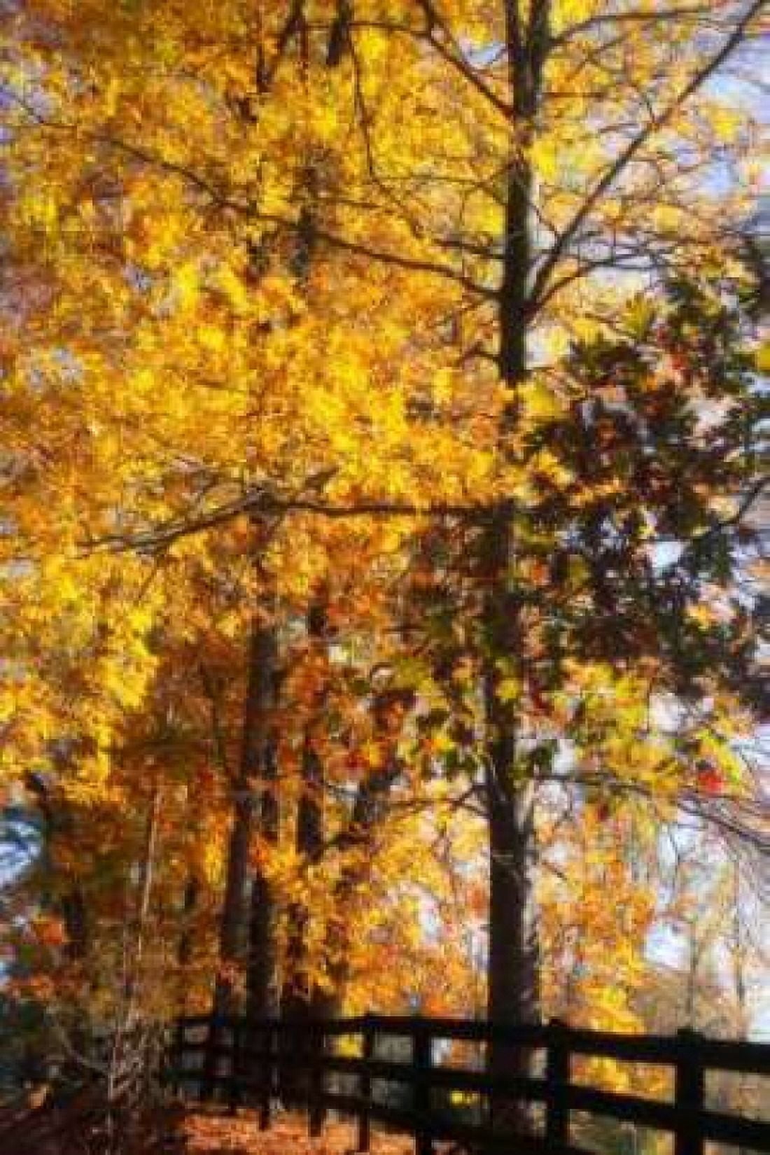 Boughs of Gold II Canvas Art - Alan Hausenflock (20 x 28)
