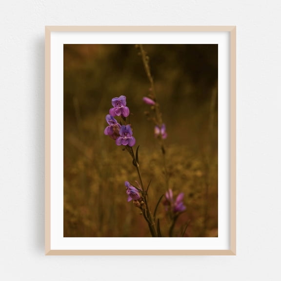 Boulder Penstemons - Boulder Colorado Photography Flowers Floral Botanical Nature Garden Scenic Moody Oak Framed Wall Art Print 6 x 8 inches