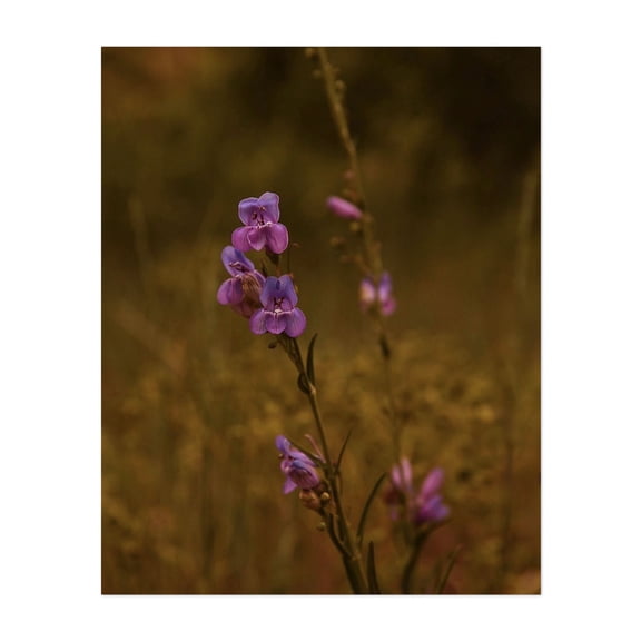 Boulder Penstemons - Boulder Colorado Photography Flowers Floral Botanical Nature Garden Scenic Moody Unframed Wall Art Print 6 x 8 inches