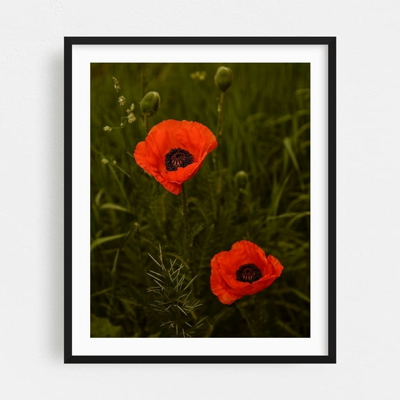 Boulder Poppies - Boulder Colorado Photography Flowers Floral Botanical Nature Garden Scenic Summer Black Framed Wall Art Print 8 x 10 inches