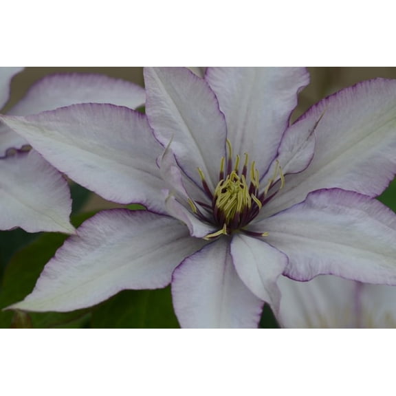 Boulevard Samaritan Jo Clematis Vine - Silver Pink Edged In Purple - 2.5" Pot