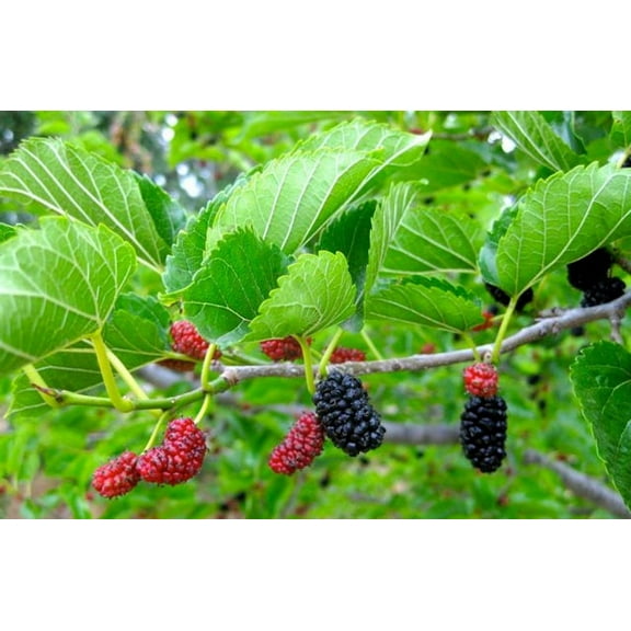Bountiful Garden Nursery Red Mulberry Live Tree
