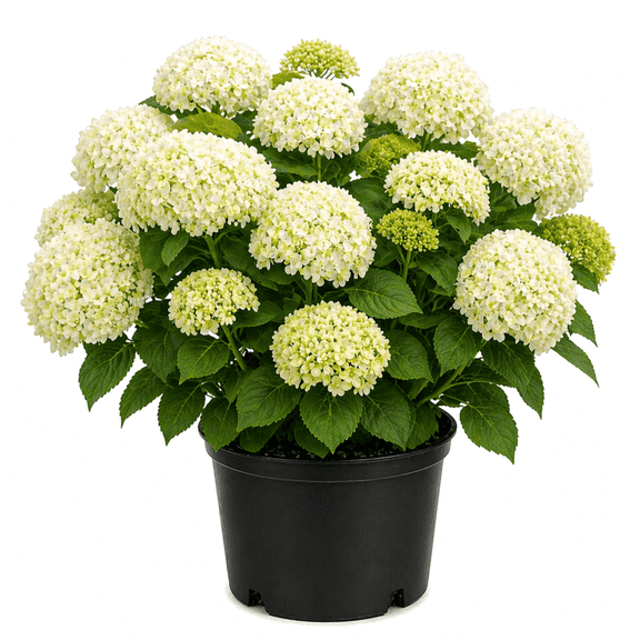 Bounty Hydrangea  Large White Smooth Hydrangea Shrub for Sun & Part Shade