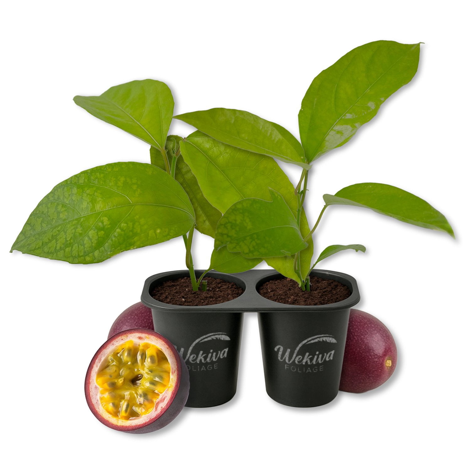 Bounty Passion Fruit Plant - 2 Live Starter Plants - Passiflora Edulis - Edible Fruit Bearing Vine for The Patio and Garden