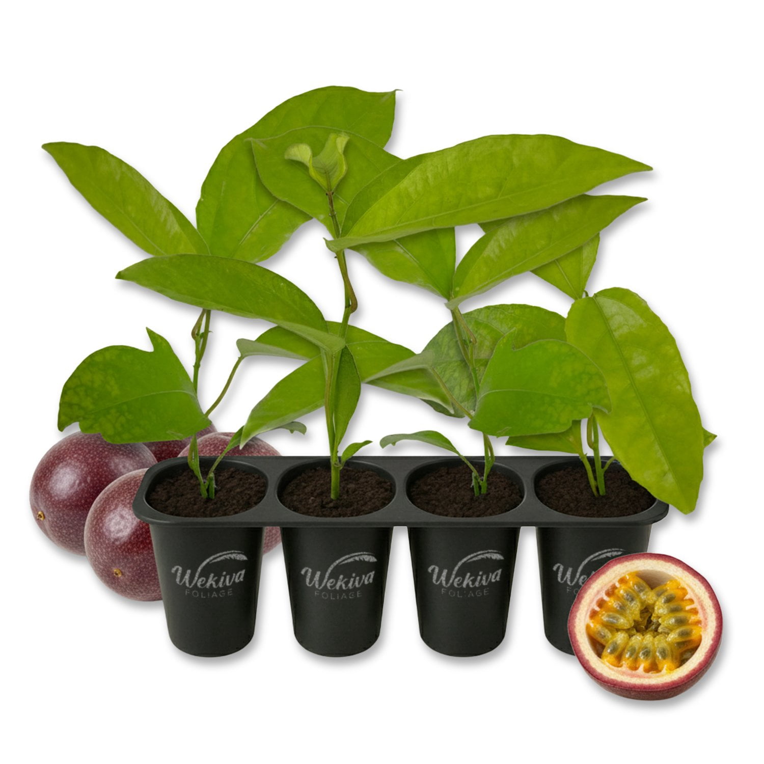 Bounty Passion Fruit Plant - 4 Live Starter Plants - Passiflora Edulis - Edible Fruit Bearing Vine for The Patio and Garden