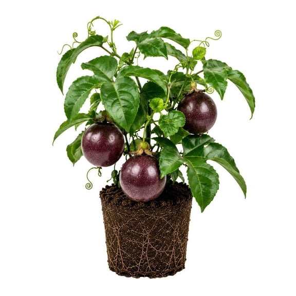 Bounty Passionfruit Seeds for Planting, Tropical Fruit Vine, Easy Backyard Garden, Plant Lover Gift (4 Inch)