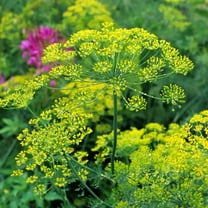 Bouquet Dill Herb Garden Seeds - 1 Oz - Non-GMO, Heirloom Herbal Gardening & Microgreens Seeds - Anethum graveolens