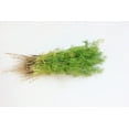 thumbnail image 1 of Bouquet Dill Seeds/ Annual/ Full Sun/ 320K Seeds 1 lb/ Zellajake Farm and Garden - B34, 1 of 6