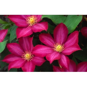 Bourbon Clematis Vine Perennial - 2.5" Pot