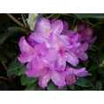 thumbnail image 1 of Boursault Rhododendron #2 Container Size, 1 of 4