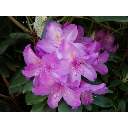 Boursault Rhododendron #2 Container Size